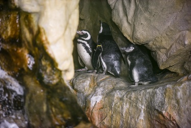piccoli pinguini acquario 072016-5181