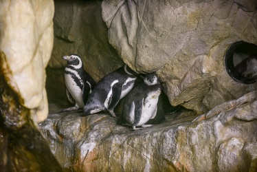 piccoli pinguini acquario 072016-5191