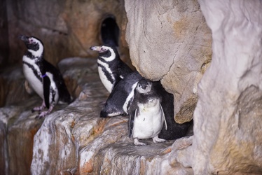 piccoli pinguini acquario 072016-5195