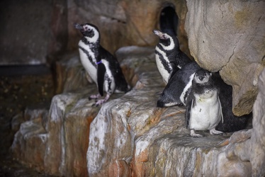 piccoli pinguini acquario 072016-5203