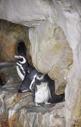 piccoli pinguini acquario 072016-5205