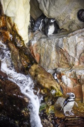 piccoli pinguini acquario 072016-5217