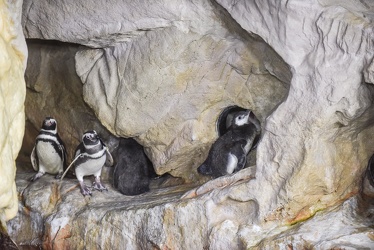 piccoli pinguini acquario 072016-5238