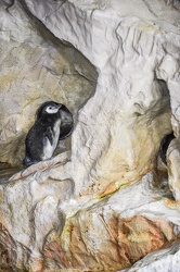 piccoli pinguini acquario 072016-5244