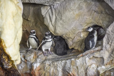 piccoli pinguini acquario 072016-5249