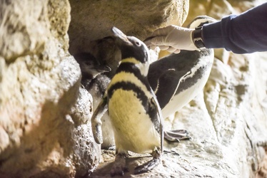 piccoli pinguini acquario 072016-5288