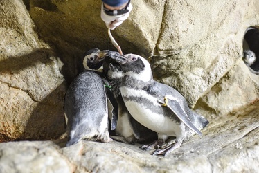 piccoli pinguini acquario 072016-5306