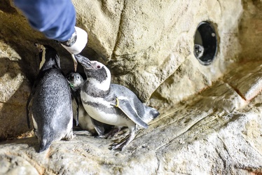 piccoli pinguini acquario 072016-5317