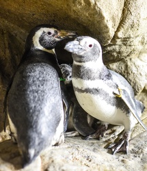 piccoli pinguini acquario 072016-5333