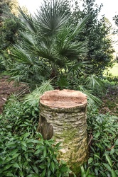 palme punteruolo rosso Nervi 15012021-5105