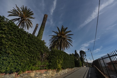 palme punteruolo rosso Nervi 15012021-5191