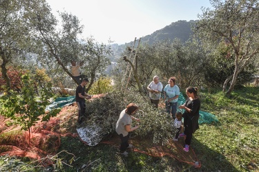 raccolta olive quezzi 07112015